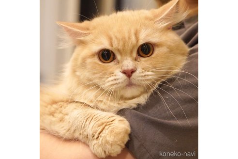 こむぎちゃん1枚目